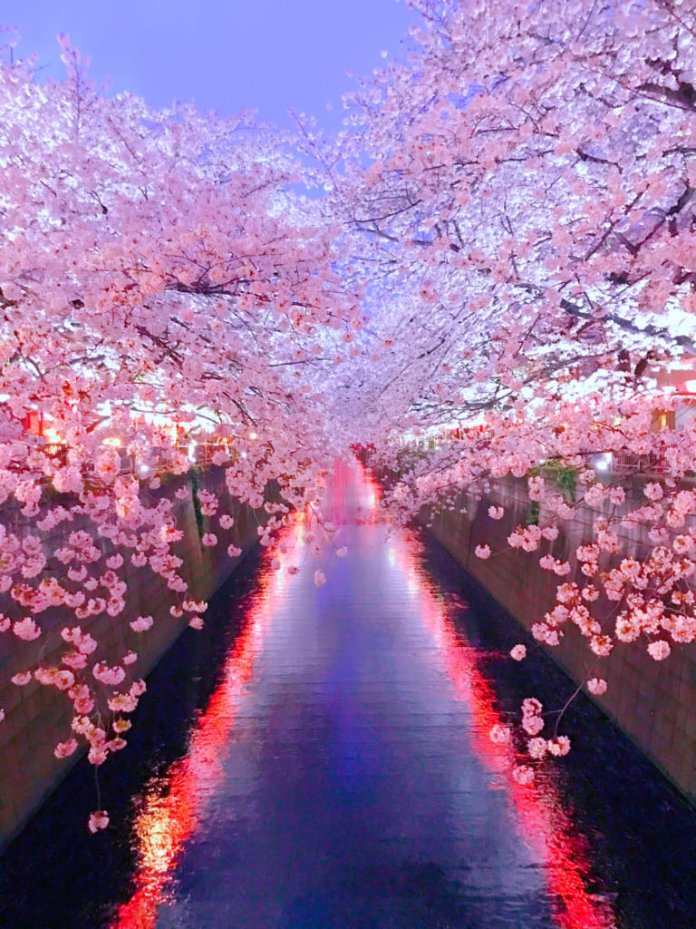 スマホで桜を撮る ワンランク上の撮影テクニック Nttドコモ Dアプリ レビュー