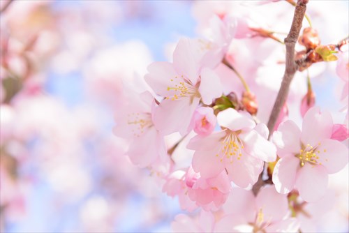 桜の壁紙アプリ